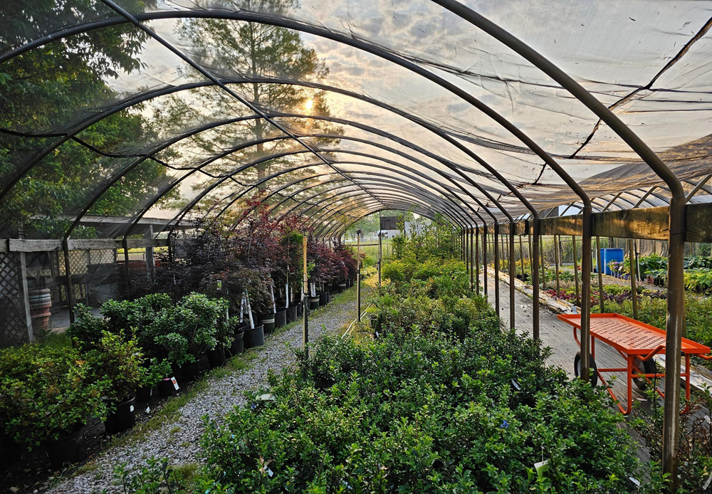 About Plant Land About Plant Land