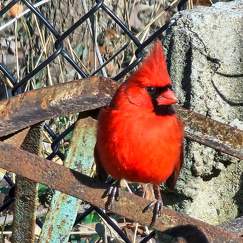 Bird Supplies