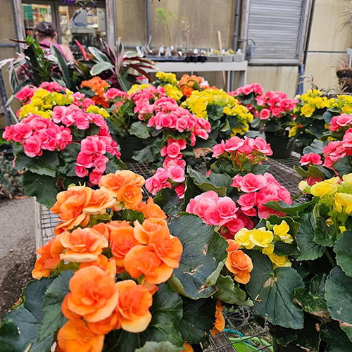 Flower Beds