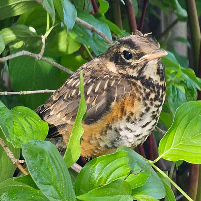 Bird Watching Affordable Bird Supplies