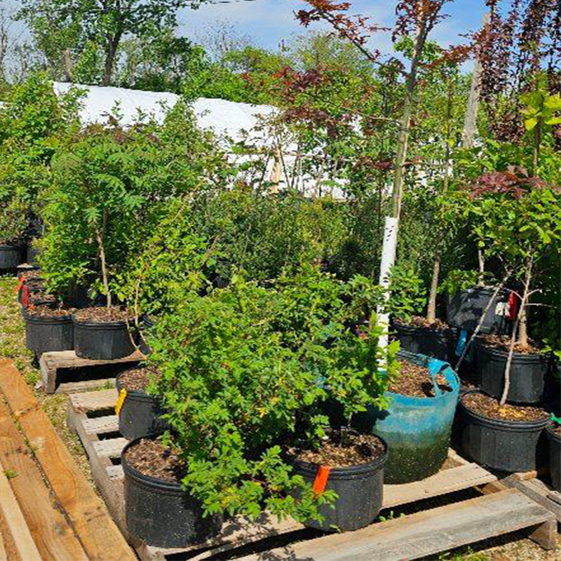 Native Plants