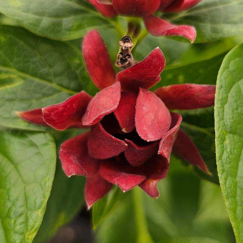 Native Plants