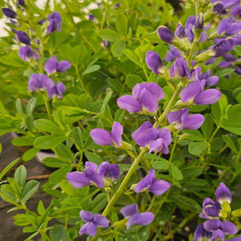 Native Plants