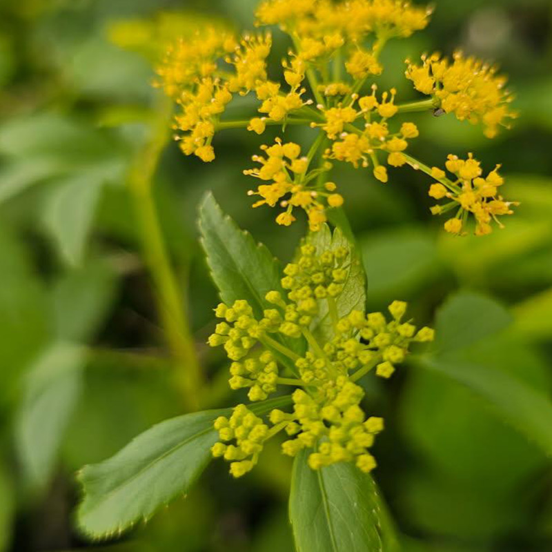 Native Plants