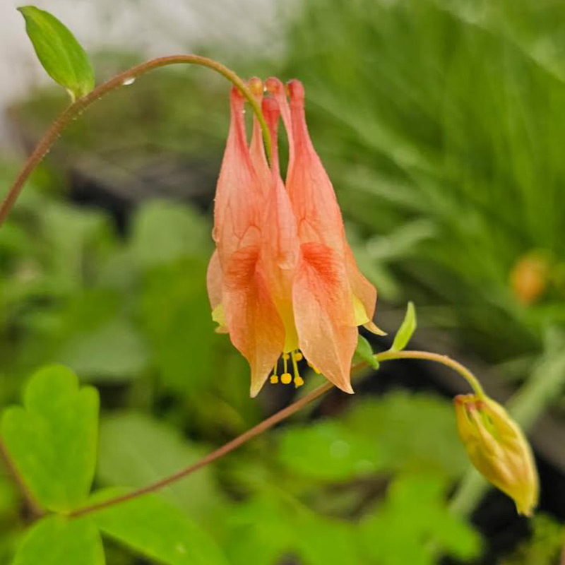 Native Plants